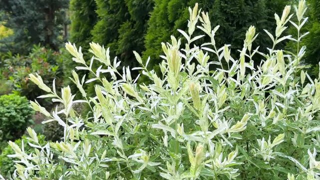 A close-up of lush Hakuro-Nishiki dappled willow branches with delicate pink and white variegated leaves, swaying gently in a peaceful, sunlit spring garden with a soft evergreen background.