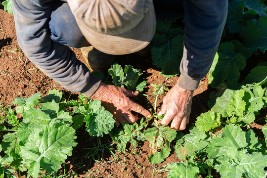 Farmer inspecting canola plants for insects