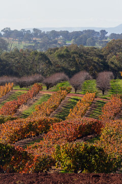 rows or autumnal cherry trees with gum trees in background