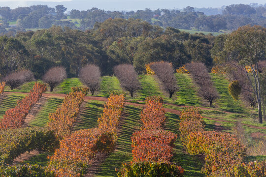 rows or autumnal cherry trees with gum trees in background
