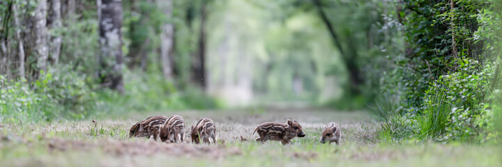 A litter of young striped piglets walking and looking for food in a forest alley. Sus scrofa, Sologne, Loiret 45, région Centre Val de Loire, France, European Union, Europe © Nature Emotion