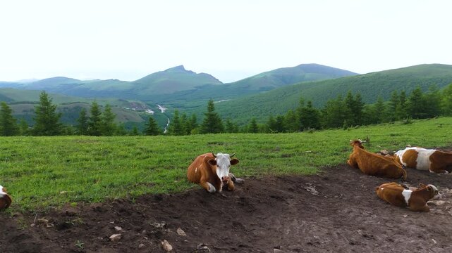 Real footage of a herd of cows ruminating on the grassland