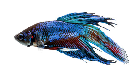 Isolated Siamese fighting fish, elegant Betta splendens with vibrant blue and red fins © Isadora