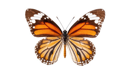 Isolated beautiful orange and brown butterfly with symmetrical wings spread, vibrant insect © Isadora