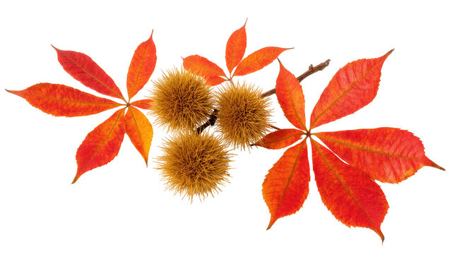 Isolated vibrant autumn leaves and spiky chestnut burrs on a branch, vivid fall season.