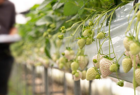 Premium Japanese Awayuki white strawberry pineberry growing in hydroponic greenhouse farm, rows of  plants hanging on plantation in organic agriculture cultivation fresh fruit farming ,selective focus