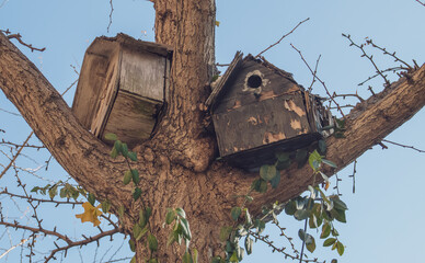 Cajas nido en las ramas de un árbol en la 5th Avenida. Nidos artificiales sobre un árbol en otoño en una calle de Nueva York, EEUU.  © AngelLuis