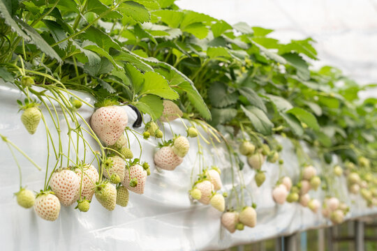 Premium Japanese Awayuki white strawberry pineberry growing in hydroponic greenhouse farm, rows of  plants hanging on plantation in organic agriculture cultivation fresh fruit farming ,selective focus