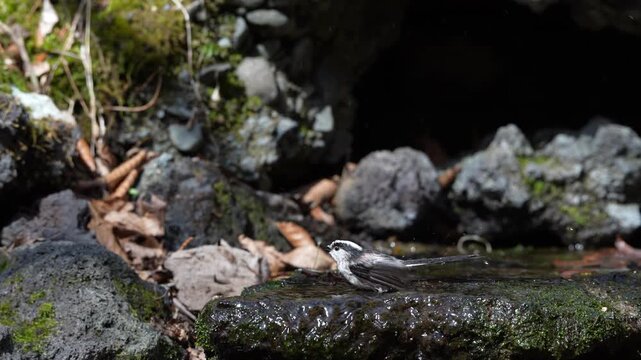 Long-tailed tit (Aegithalos caudatus) bathing in a water hole at the foot of Mount Fuji, 4K slow motion.