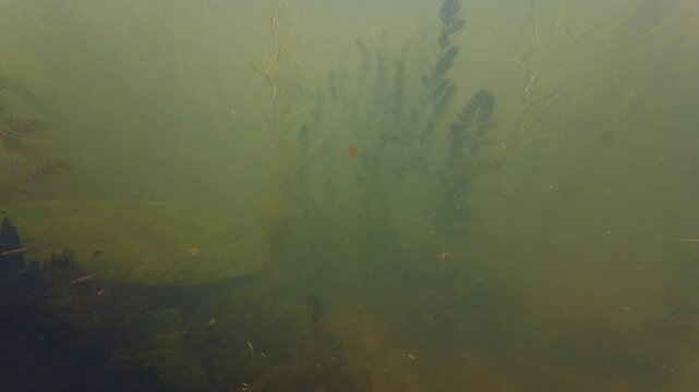 lady's thumb marsh plant submerged, hornwort aquatic vegetation biotope, granite stone bottom hardscape, green algae bloom, low visible water, nutrient rich freshwater fishing ground, mental relax