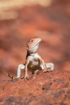 A dragon lizard perched upright on red rock gazes directly in a close-up portrait