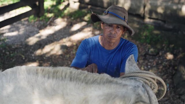 High angle view of a senior farmer wearing a hat grooming his white horse. Man preparing the animal for riding in a rural farm setting
