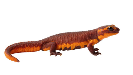 Fototapeta premium Isolated vibrant red-orange salamander with rough, textured skin, side view on a clean backdrop