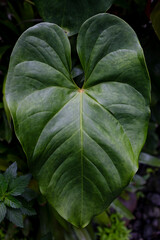 Large heart shaped tropical philodendron leaf close up in jungle garden © Samuel