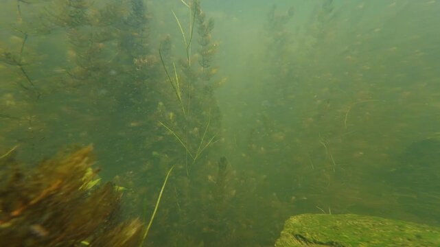 low visible muddy water biotope, granite stone bottom hardscape, hornwort aquatic vegetation, green algae bloom, nutrient rich freshwater fishing ground, environment aquascape explore, mental relax