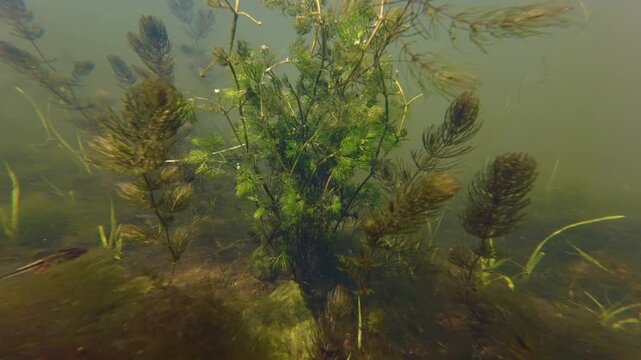 hornwort aquatic vegetation biotope, granite stone bottom hardscape, green algae bloom, low visible muddy water, nutrient rich freshwater fishing ground, environment aquascape explore, mental relax