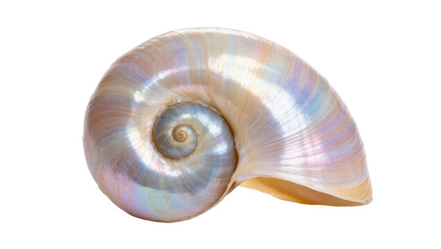 Isolated beautiful iridescent spiral seashell with pearlescent sheen, a natural marine treasure