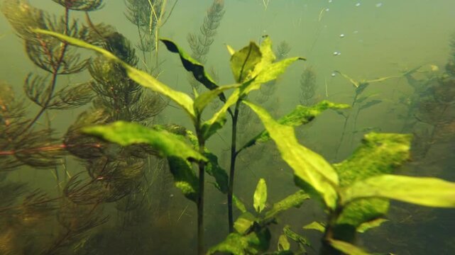 low visible muddy water biotope, lady's thumb submerged, hornwort aquatic vegetation, green algae bloom, nutrient rich freshwater fishing ground pond, environment aquascape explore, mental relax