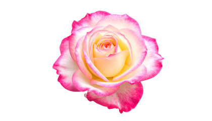 A fully bloomed rose with pink-edged petals and a creamy yellow center, isolated on black