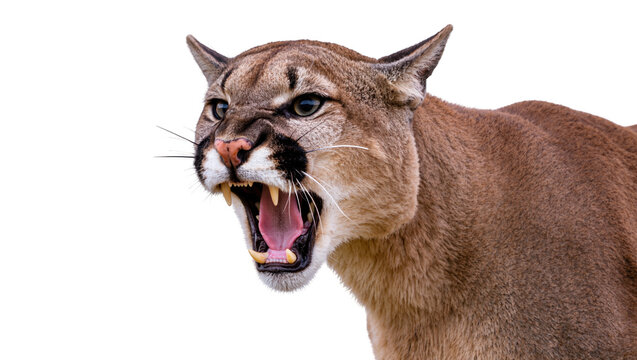 Isolated majestic cougar snarling, wild predatory feline with open mouth showing sharp teeth