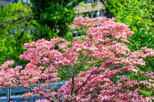 Pink flowering dogwood or American dogwood (Cornus florida) with beautiful flowers in spring