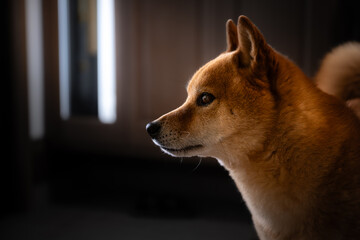 Cinematic profile portrait of a Shiba Inu dog with dramatic moody lighting and dark background © naoto_film