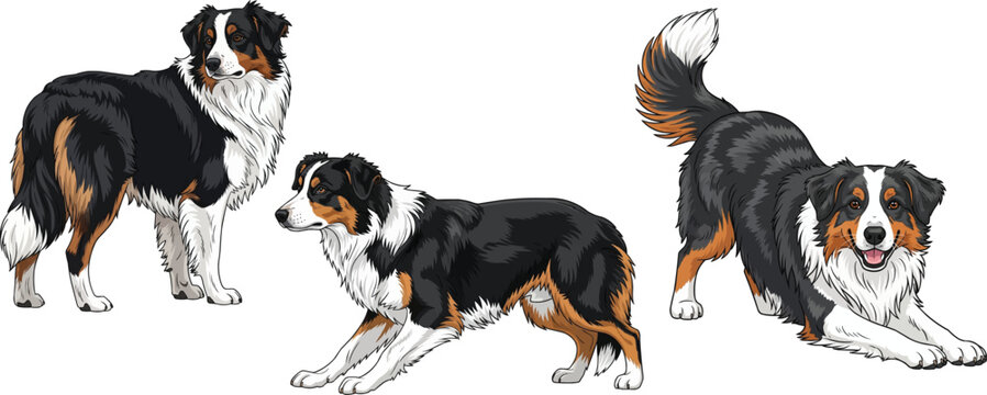 English Shepherd dog herding standing looking back play bow pose stance