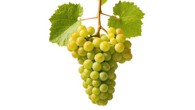 Isolated single bunch of fresh green grapes with leaves and stem, delicious ripe healthy fruit.