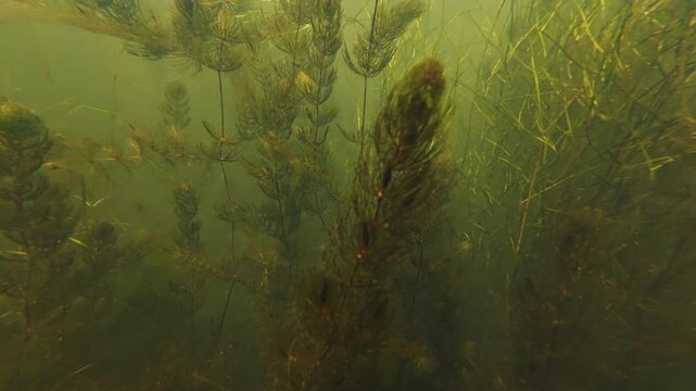 low visibility biotope, lady's thumb marsh plant submerged, hornwort aquatic vegetation, green algae bloom, organic nutrient rich muddy water, freshwater pond aquascape, fishing ground, mental relax