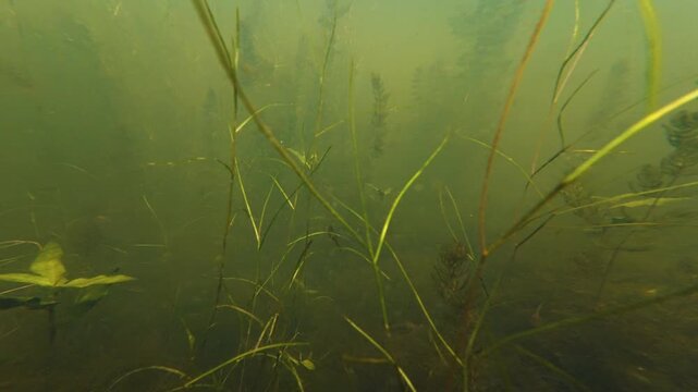 lady's thumb marsh plant sprout, hornwort aquatic vegetation, green microalgae bloom, freshwater pond, organic silt substrate, low visible muddy water, freshwater fishing ground biotope, mental relax