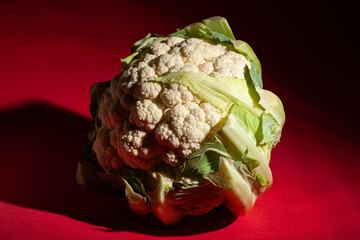 one cauliflower on red background
