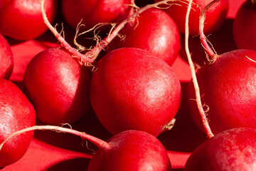 radish group on red background