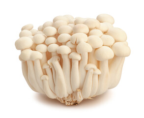 enoki mushroom path isolated on white