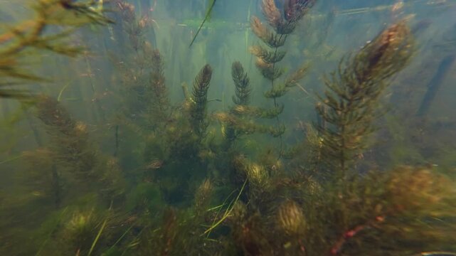 hornwort aquatic plant in freshwater pond, green algae mess, bulrush sprout vegetation on organic silt substrate, low visibility nutrient rich water, freshwater fishing ground biotope, mental relax