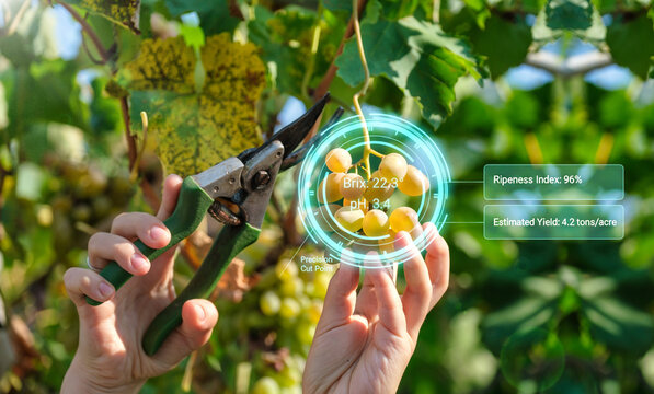 Smart farming precision agriculture harvesting white grapes with digital interface showing ripeness data and brix levels in vineyard