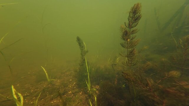hornwort aquatic plant grow in freshwater pond, green algae vegetation on silt sand substrate, low visible nutrient rich muddy water, freshwater fishing ground biotope aquascape, psychological relax