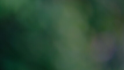 A blurred green background with dark green and olive green tones, a close up photograph of vegetation with the focus adjusted © PATTASUWANNAKORN