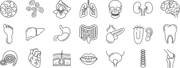 Naklejka premium Human anatomy outline icons set organs medical healthcare illustration collection