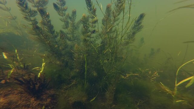 flooded freshwater pond, hornwort, green algae vegetation on concrete and sand substrate, low visible nutrient rich muddy water, freshwater fishing ground biotope aquascape, mental psychological relax