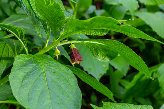 Scopolia carniolica, the European scopolia or henbane bell, is a poisonous plant belonging to the family Solanaceae