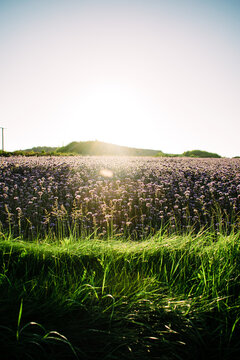 View of a dense meadow of purple flowers in Hayles, Cornwall, England.