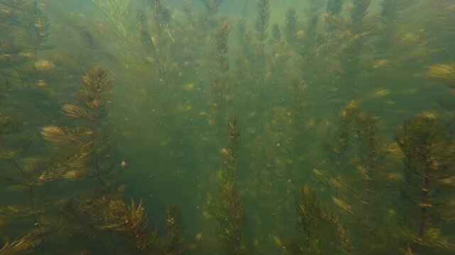 hornwort aquatic plant biotope, green algae bloom, granite stone substrate bottom, sun ray play in low visibility water, organic particle in nutrient rich freshwater fishing ground, mental relax