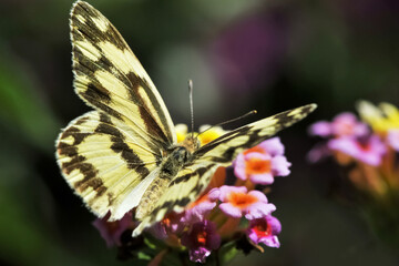 Obraz premium Papillon en train de butiner les fleurs d'un lantanier 