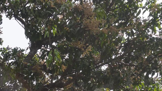Pesticide Spray on Blooming Mango Tree