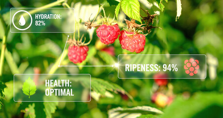 Smart farming technology monitors optimal health, hydration, and ripeness of vibrant raspberries on...