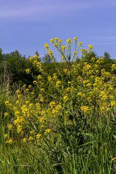 Turkish rocket flowers - Latin name - Bunias orientalis