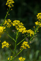 Obraz premium Turkish rocket flowers - Latin name - Bunias orientalis