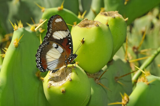 Papillon pos&eacute; sur un figuier de barbarie