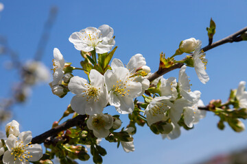 Obraz premium Selective focus of beautiful branches of cherry blossoms on the tree under blue sky, Beautiful Sakura flowers during spring season in the park, Floral pattern texture, Nature background