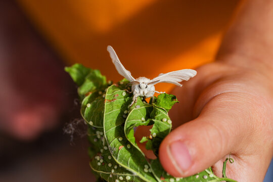 Silkworm moth on leaf held in child&rsquo;s hand
